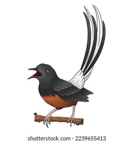 magpie bird vector, this bird is popular in Indonesia, its voice is beautiful