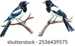 Magpie bird watercolor illustration. Realistic hand-drawn common Eurasian magpie perched on tree branch, isolated on white background