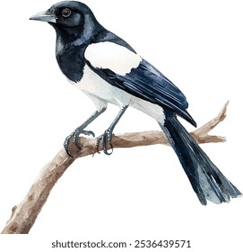 Magpie bird watercolor illustration. Realistic hand-drawn common Eurasian magpie perched on tree branch, isolated on white background