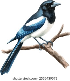 Magpie bird watercolor illustration. Realistic hand-drawn common Eurasian magpie perched on tree branch, isolated on white background