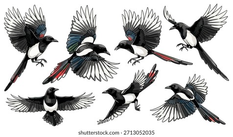 Urraca pájaros en vuelo con fondo transparente