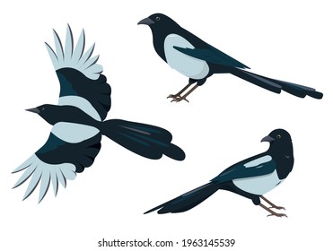 Magpie birds set. Magpies in different poses isolated on white background. Vector illustration.