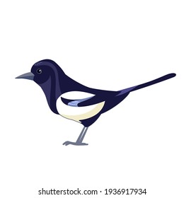 Magpie. Black white crow bird. Cartoon flat vector illustration Isolated on white background. Bird: Eurasian Magpie beautiful character of ornithology, Pica pica.