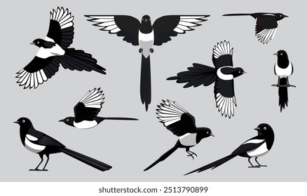 Magpie Black-Billed Bird Flying Various Poses Cartoon Vector Character