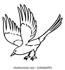 Magpie cartoon icon. Wild flying bird outline comic style image. Hand drawn isolated lineart image for prints, designs, cards. Web and mobile