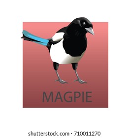 Magpie cartoon. Isolated vector illustration.
