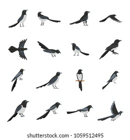 Magpie crow bird icons set. Flat illustration of 16 magpie crow bird vector icons for web