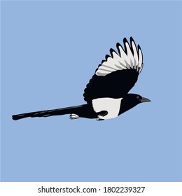 magpie in flight on a blue background