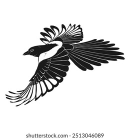 Magpie, flying bird. Hand drawn vector illustration.
