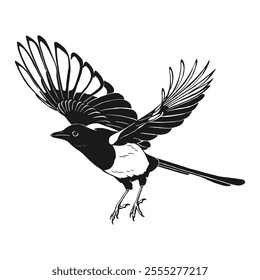 Magpie, flying bird. Hand drawn vector illustration.