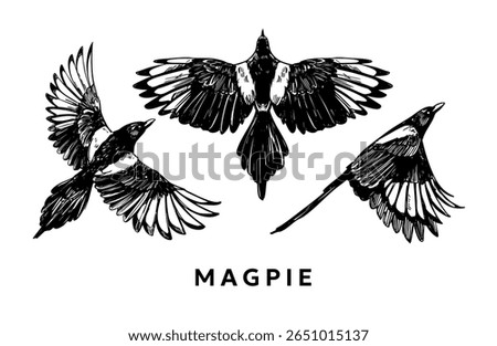 Magpie, flying bird hand drawn sketch, realistic vector monochrome illustration