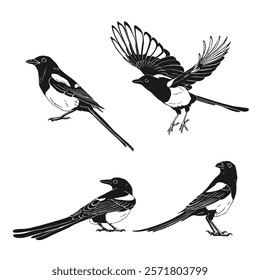 Magpie, flying bird, set. Hand drawn vector illustration on white background