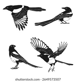 Magpie, flying bird, set. Hand drawn vector illustration on white background