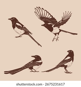 Magpie, flying bird, set. Hand drawn vector illustration