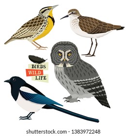 Magpie, Great grey owl, Sandpiper, Western meadowlark Birds collection Vector illustration Isolated objects set