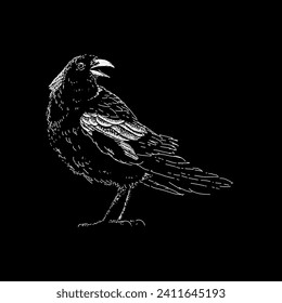 magpie hand drawing vector isolated on black background.