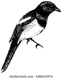 Magpie having a much longer and graduated tail, vintage line drawing or engraving illustration.