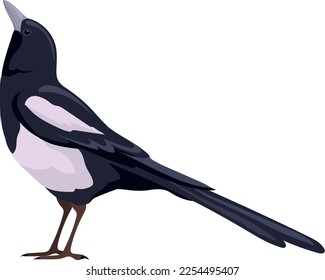 Magpie icon. Wild bird. Black wing animal isolated on white background