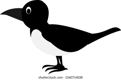Magpie, illustration, vector on white background.