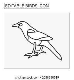  Magpie line icon. Long-tailed crow with having black-and-white plumage and noisy call. Birds concept. Isolated vector illustration. Editable stroke