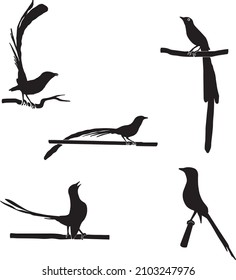 a magpie perching on a tree branch silhouette illustration