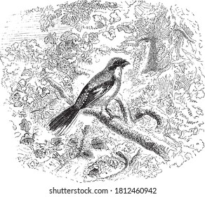 Magpie Shrike, aus dem Wörterbuch von Wort und Dingen, 1888.