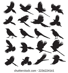 Magpie silhouette sat vector art