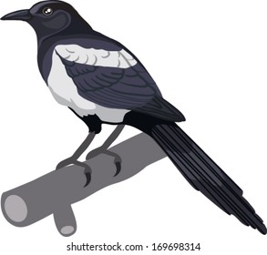 magpie sitting on a branch