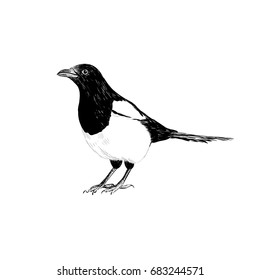 Magpie sketch. Magpie hand drawing vector illustration for your design