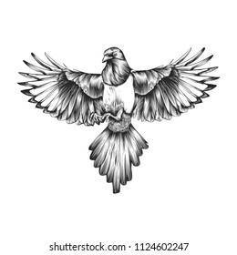 Magpie sketch in outline. Design for labels, banner, sticker, book and other. Vector illustration on white background