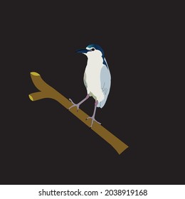 Magpie vector design , magpie with black background 