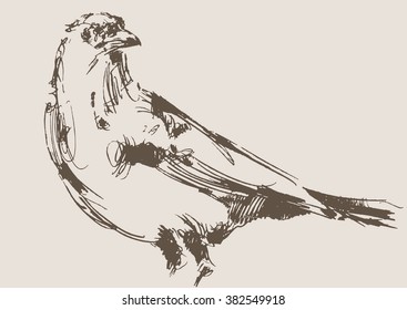 magpie vector, hand draw sketch 
