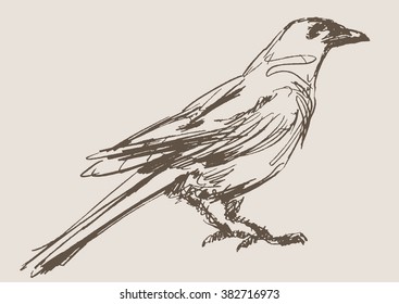 magpie vector, hand draw sketch