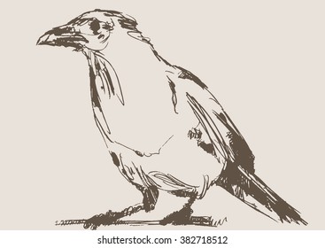 magpie vector, hand draw sketch 