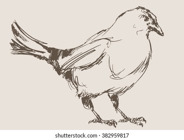 magpie vector, hand draw sketch