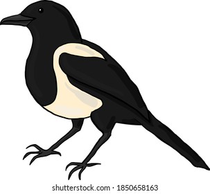 magpie vector illustration on transparent background