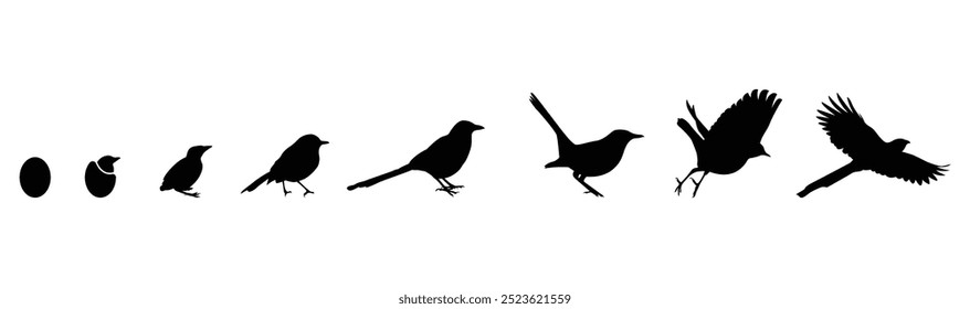 Magpie vector illustration from small to large