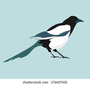 Magpie. Vector realistic image of black-and-white bird.