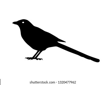 Magpie vector silhouette isolated on white background