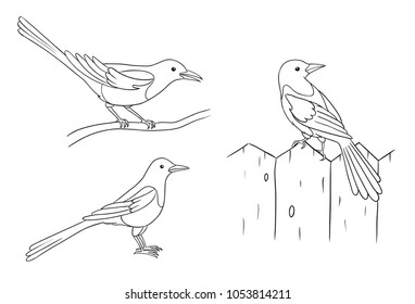 Magpies in different poses in contours. Vector illustration. EPS8