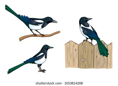 Magpies in different poses. Vector illustration. EPS8