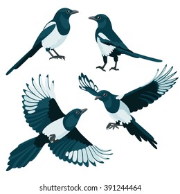 Magpies on white background / Three are two sitting magpies and two flying magpies in cartoon style
