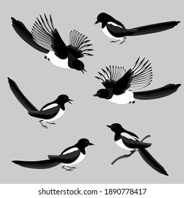 Magpies, a set of birds in various poses. Vector illustration in gradations of black and white colors isolated on a neutral gray background.