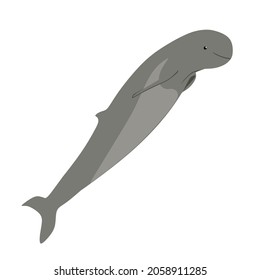 Mahakam river dolphin, Orcaella brevirostris or also locally known as pesut mahakam is crirically endangered dophin