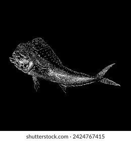 mahi dolphin fish hand drawing vector isolated on black background.