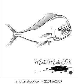 Mahi Mahi Fish, sea fish animal realistic sketch, vector illustration