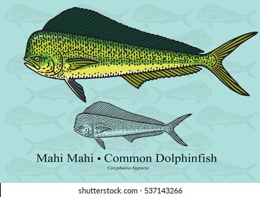 Mahi Mahi. Vector illustration with refined details and optimized stroke that allows the image to be used in small sizes (in packaging design, decoration, educational graphics, etc.)