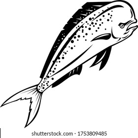 Mahi-mahi or Common Dolphinfish Swimming Up Retro Black and White