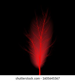 Mahogany in a black background. Young tree with branches without leaves.
