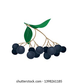 Mahonia. Black barberry. Vector illustration on white background.